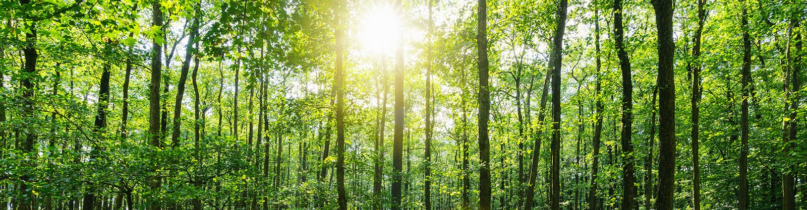 panorama-woods-1920x500px